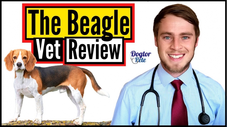 The Beagle 2020 | Veterinarian Review | Dogtor Pete