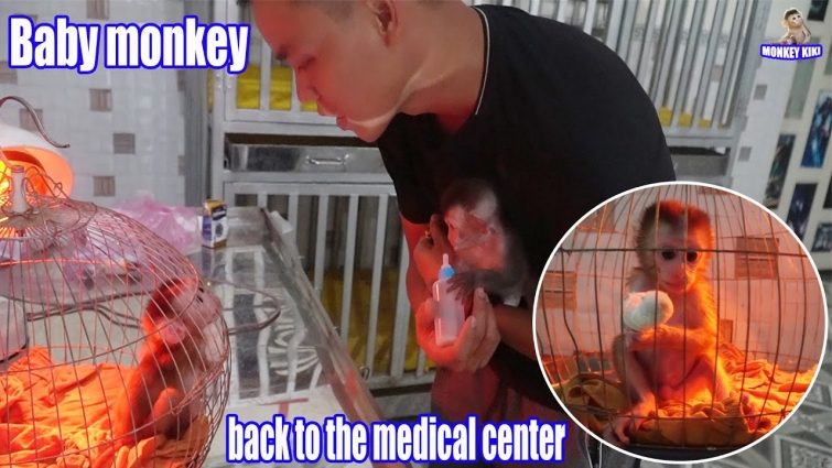 Take baby monkey Happy back to the veterinary hospital to treat the wound – MONKEY KIKI