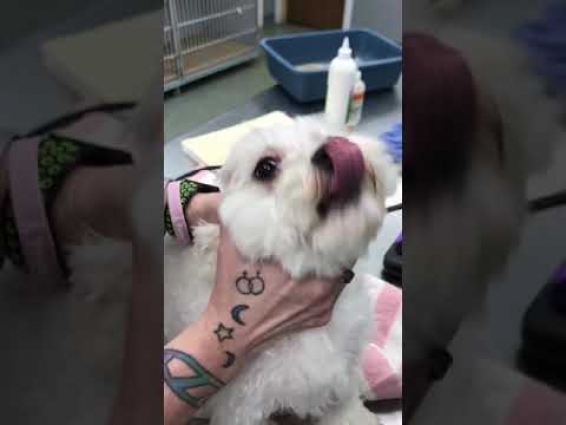 Grass removed by vet from dog eye