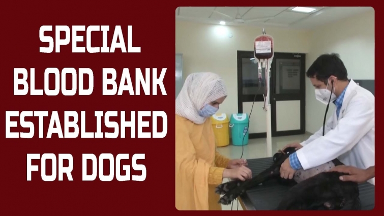 Special blood bank established for dogs in Ludhiana