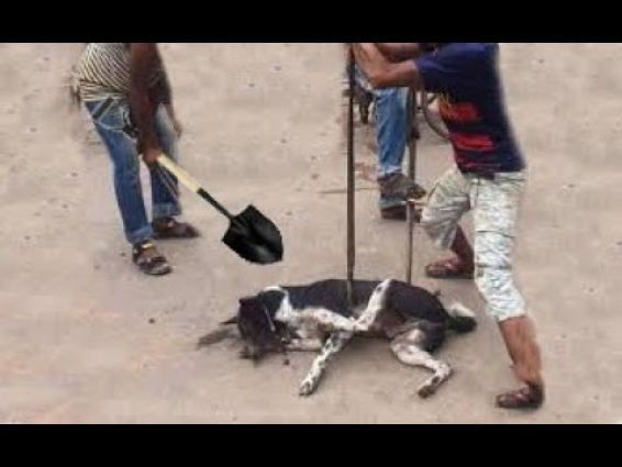 Ruthless workers trap MOTHER dog with shovel in front of her puppies !
