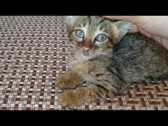 Rescue Kittens Discharged From Cat Hospital After 5 hours
