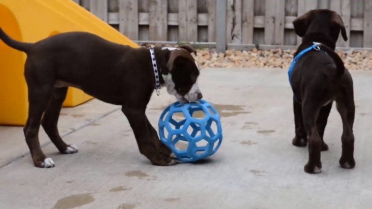 Welcome to Wheaton Animal Hospital: Tour Video