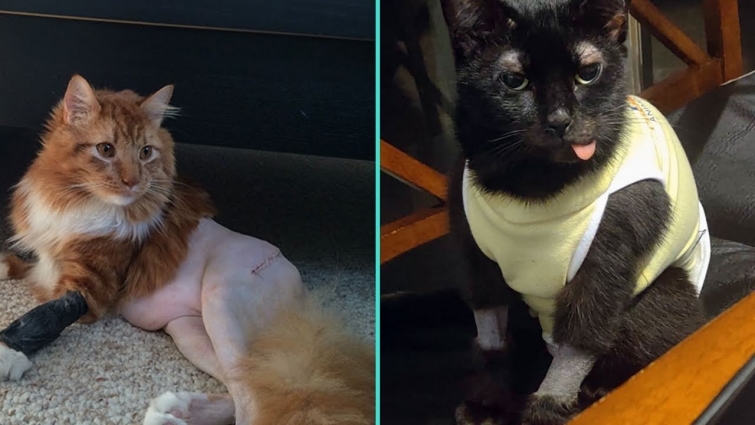 Pics Of Cats That Got Funny Haircuts At The Vet For Surgery