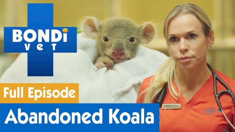🐨 Adorable Baby Koala Is Found Malnourished | FULL EPISODE | E02 | Bondi Vet