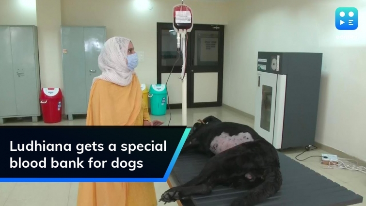 Ludhiana gets a special blood bank for dogs
