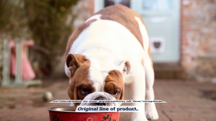 How The Best Dry Dog Foods, According to a Top Veterinarian