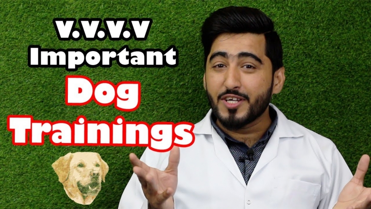 Train Your Dog || Easy Trainings || Vet Furqan Younas