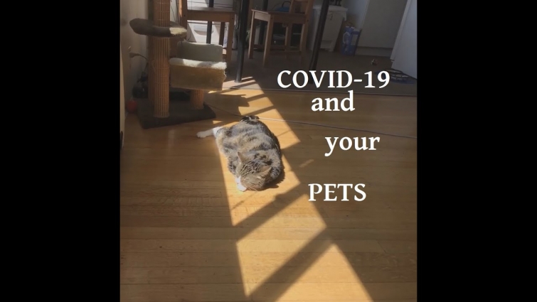COVID 19 and your pets Late July Update