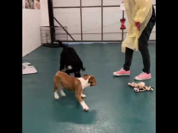 Puppy Pre – School videos taken during Covid 19 protocols @ Drummoyne Vet Clinic