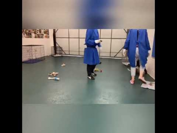 Puppy Pre – School videos taken during Covid 19 protocols @ Drummoyne Vet Clinic