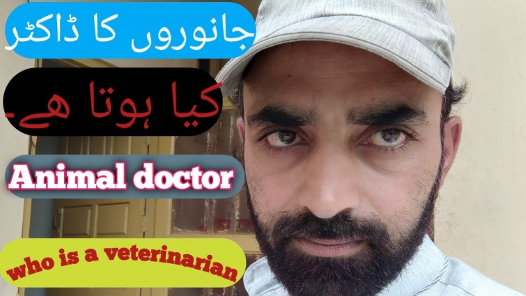Who is a veterinarian /janwaron ka doctor kon hota hy/Animals tech and vet online
