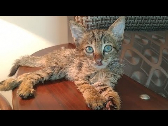 Kittens Are Happy After Visiting Cat Hospital