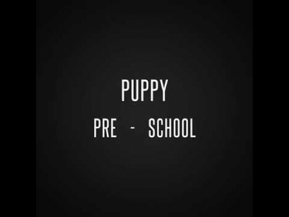 Puppy Pre – School videos taken during Covid 19 protocols @ Drummoyne Vet Clinic