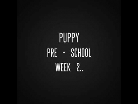 Puppy Pre – School videos taken during Covid 19 protocols @ Drummoyne Vet Clinic