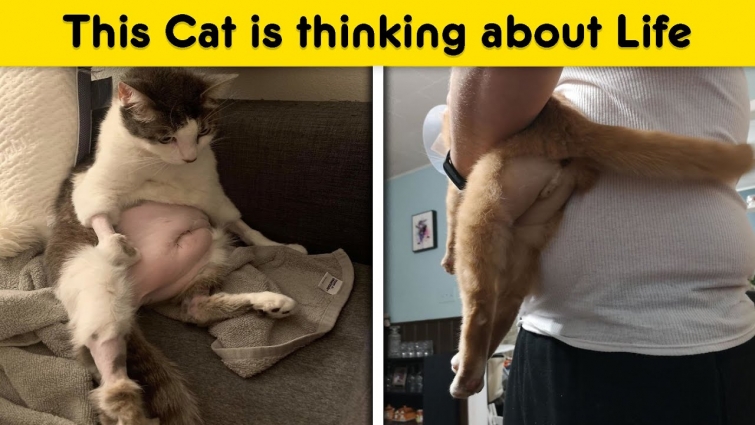 Pics Of Cats That Got Funny Haircuts At The Vet For Surgery