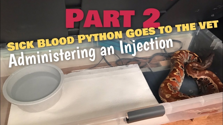 Part 2 || Blood Python with Respiratory Infection goes to the vet