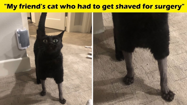 30 Pics Of Cats That Got Funny Haircuts At The Vet For Surgery-"Funny Daily"