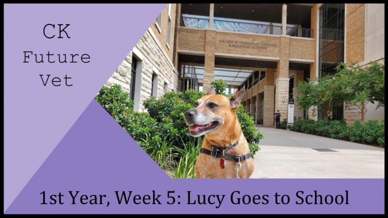 1st Year, Week 5: Lucy Goes to School – CK Future Vet