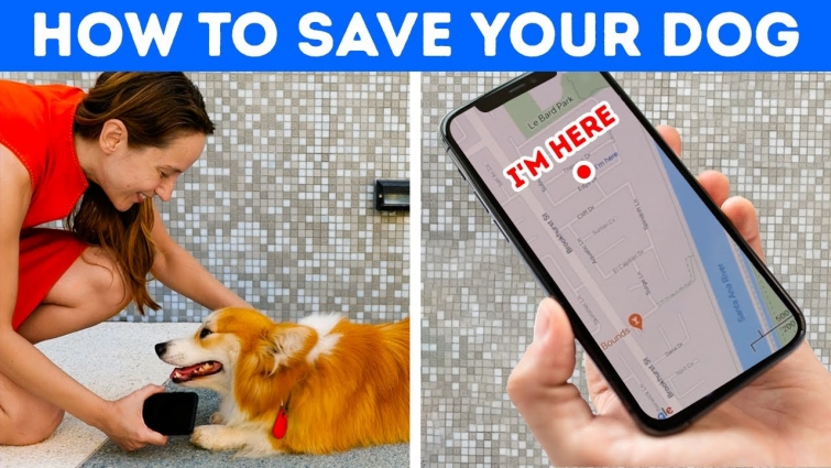 How TO SAVE YOUR PET'S LIFE? || Fantastic Gadgets For You | Kitchen, Pets, Beauty, Cleaning