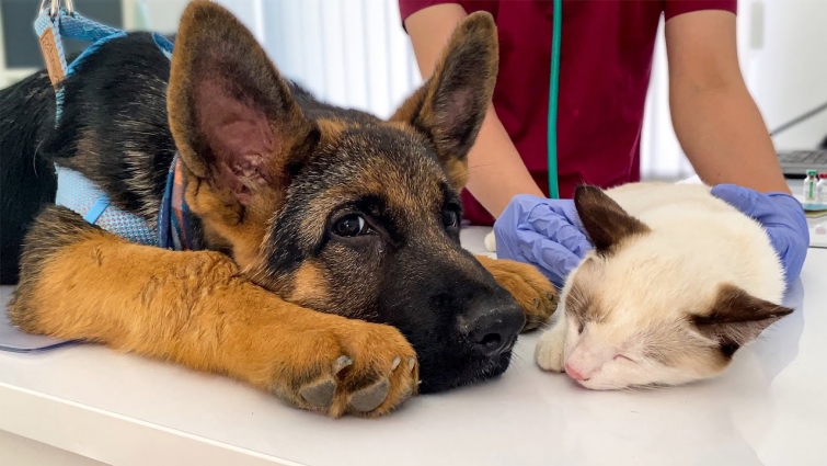 German Shepherd Puppy and Kitten's First Visit to the Vet!
