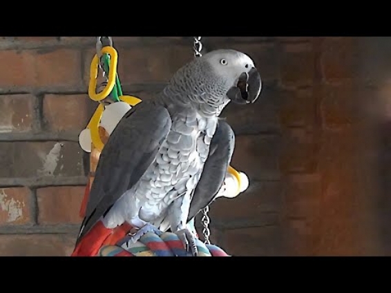 Talking parrot asks squirrel to speak with him