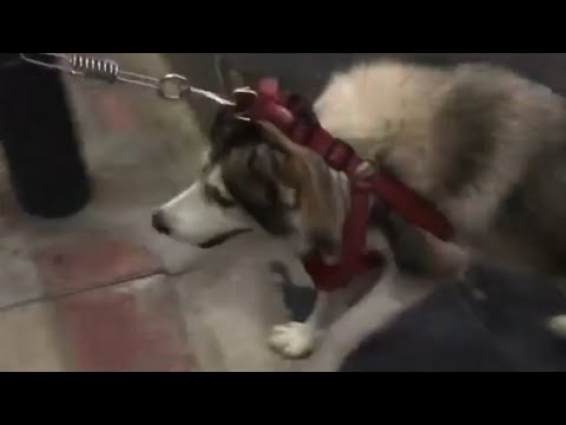 HUSKY REFUSE -NO VET DRAMA😂