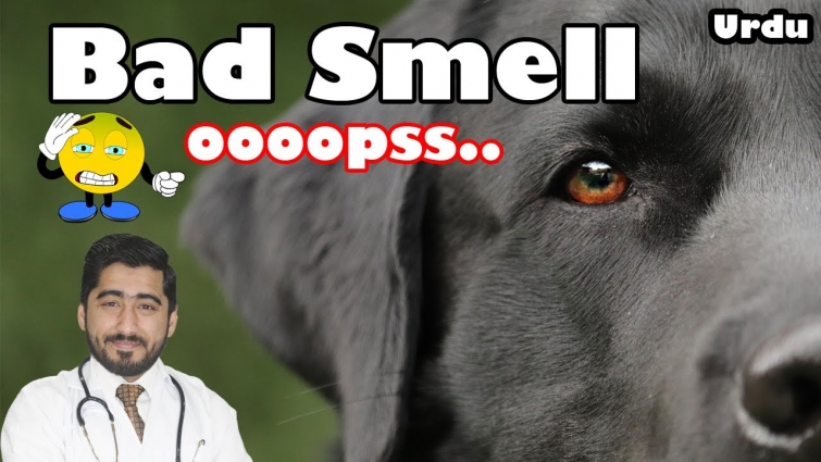 Bad Smell From Dog Body || Bad Odor || Vet Furqan Younas