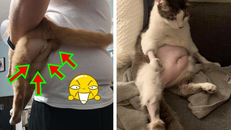 Pics Of Cats That Got Funny Haircuts At The Vet For Surgery