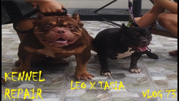 KENNEL REPAIRS AMERICAN BULLY DOGS | DON RAIDER VLOG 73