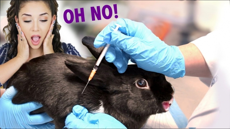 Lennon got her first vaccine and she freaked out! 😱💉💉 (RHDV2!)
