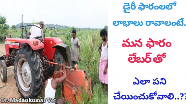 Labour in Dairy Farms | How to take Work from Dairy Farm labour? Telugu | Dr. Madankumar Vet