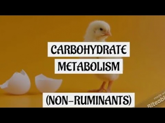 CARBOHYDRATES METABOLISM IN NON RUMINANTS (PART-1) || VET TOUR