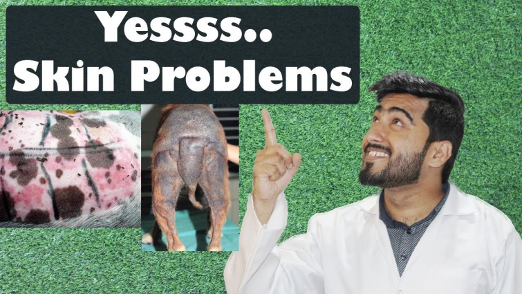 Skin Problems In Dog || Vet Furqan Younas