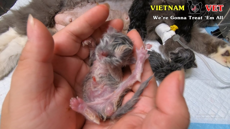 5 baby newborn kittens were revived from the VET – A miracle came to them