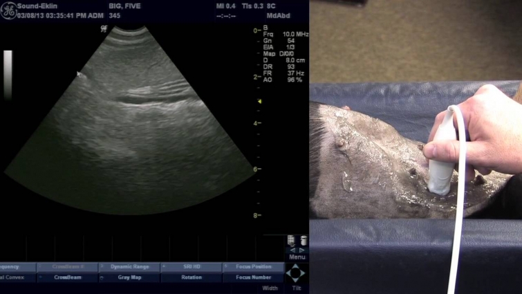 Veterinary Ultrasound Training – Scanning The Spleen