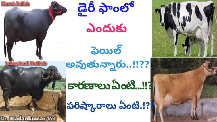 Why most of the Dairy Farms Fail? | Reasons and Solutions Telugu | Dr. Madankumar Vet