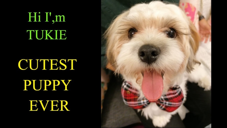 Cute Funny Puppy Video