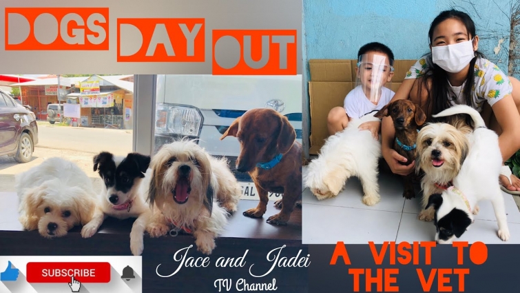 Dogs Day Out : A visit to the vet