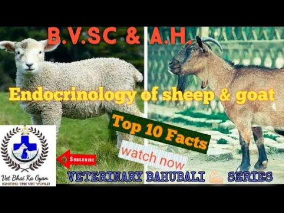TOP 10 FACTS ON ENDOCRINOLOGY OF SHEEP AND GOAT