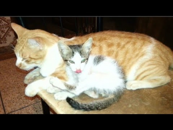 The rescued kitten became happy and playful