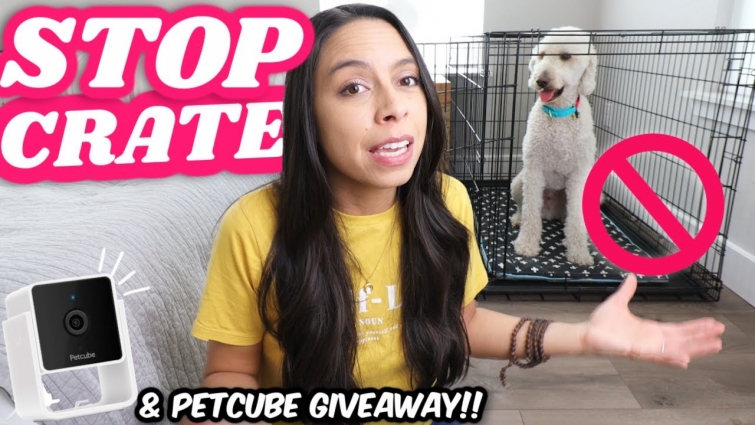 How to: STOP Using a Dog Crate 🛑 & NEW Petcube Cam Review (seriously obsessed)