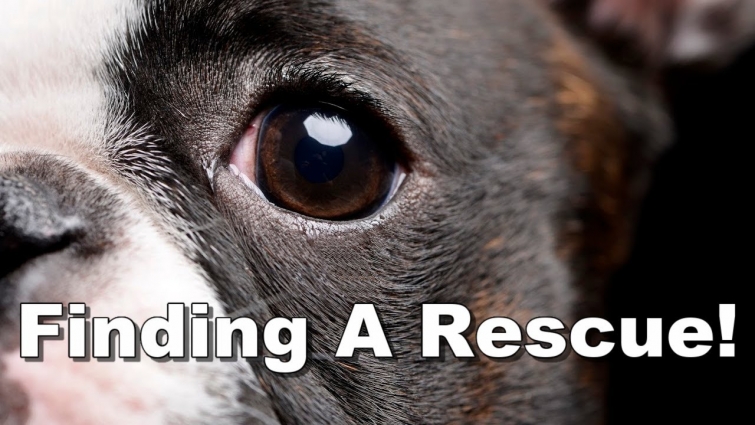 How To Find A Boston Terrier Rescue – Complete List
