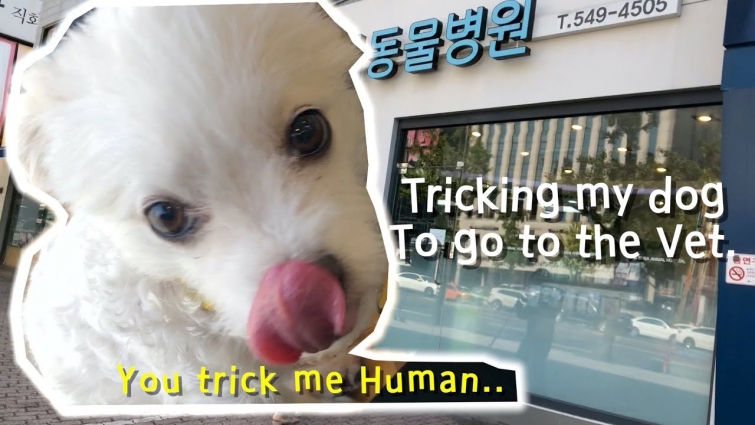 Tricking my dog to go to the Vet.