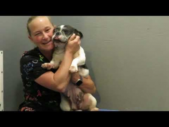 Adult Video of Ana ~ French Bulldog Puppies ~ Oregon French Bulldog Breeders