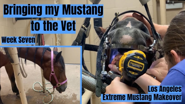 Bringing my Mustang to the Vet Week Seven | Los Angeles Extreme Mustang Makeover
