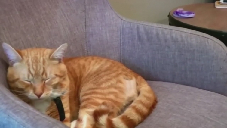 Smoke and pets: How to keep your animals safe during Oregon wildfires