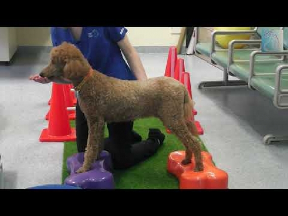 Southern Vet Group Canine Rehabilitation and Mobility Clinic.