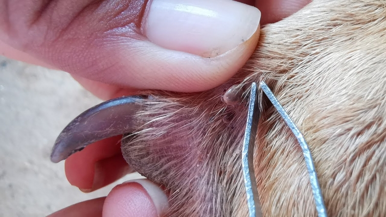 Save Your Pets Life By Try to Remove Ticks All Time From Their Body