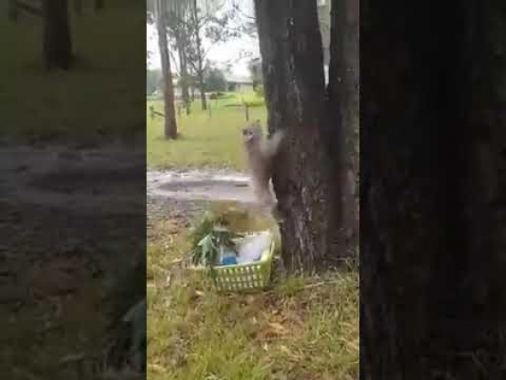 Koala Returns to Home Territory After Brief Stay in Animal Hospital